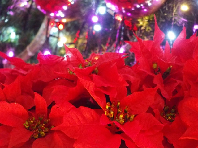 ポインセチアが赤い理由と花言葉 クリスマスに使われるのはなぜ？