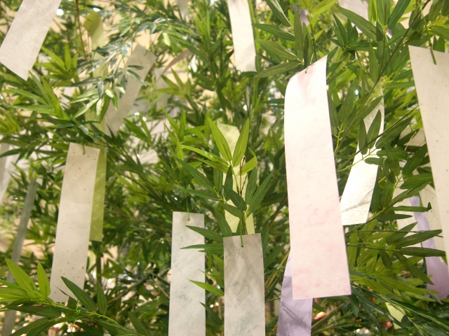 枇杷（びわ）の種類と苗木の選び方や育て方 鉢植えを小さく仕立てる方法