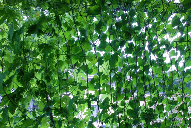 グリーンカーテンの効果と室内温度が低くなる理由 おすすめ植物と植える時期