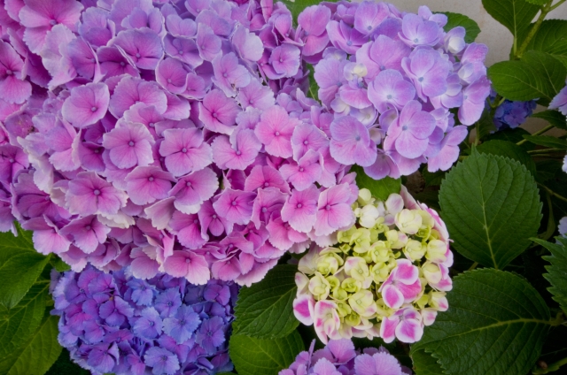 紫陽花の鉢植え室内での育て方 植え替え時期や地植えへの方法と剪定は？
