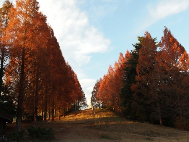 昭和記念公園の紅葉はデートにおすすめ 見頃の時期とアクセス 駐車場 知恵の焦点